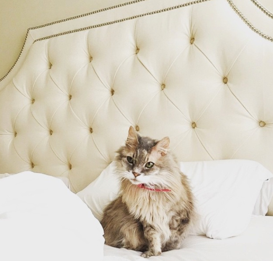 Hello, cuteness! “Evie” on our Alison bed, shared by @jendoe. 